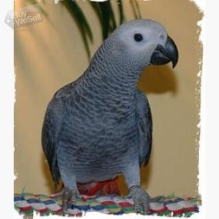 Whatsapp:+63-945-546-4913 Härliga afrikanska grå papegojor till salu
