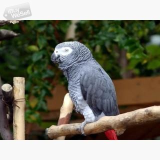 Whatsapp:+63-945-546-4913 Härliga afrikanska grå papegojor till salu