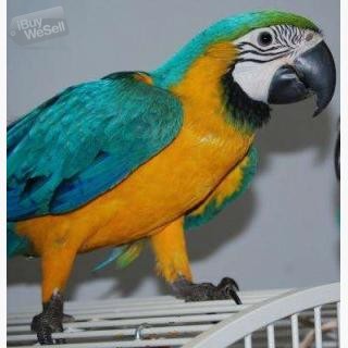 Whatsapp:+63-945-546-4913 Härliga ara-papegojor manliga och kvinnliga