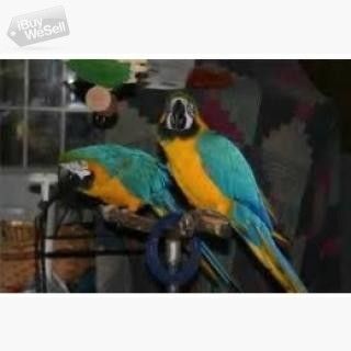 Whatsapp:+63-945-546-4913 Hyacinth Macaws