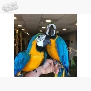 Whatsapp:+63-945-546-4913 Macaw Parrots Örebro