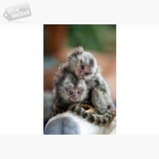 Whatsapp:+63-945-546-4913 Marmoset Monkeys for Sale
