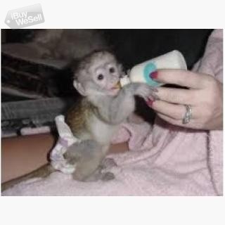 Whatsapp:+63-945-546-4913 Marmoset Monkeys for Sale