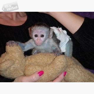 Whatsapp:+63-945-546-4913 Marmoset Monkeys