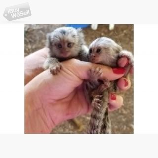 Whatsapp:+63-945-546-4913 Pygmy Marmosets Monkeys