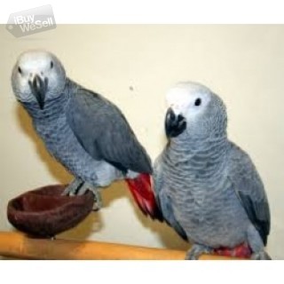 Whatsapp:+63-945-546-4913 afrikanska grå papegojor