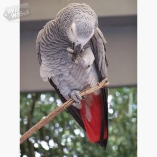 Whatsapp:+63-945-546-4913 afrikanska grå papegojor