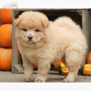 Whatsapp:+63-945-546-4913 chow chow puppies