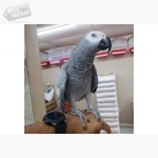 afrikanska grå papegojor
