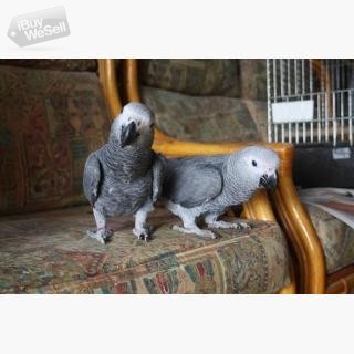 afrikanska grå papegojor