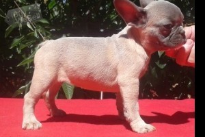 charming french bulldog puppies available