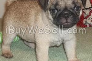 cute pug puppy for nice homes