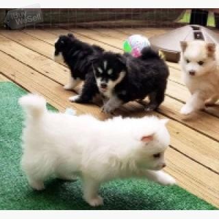 male & female Pomsky Puppies For Sale.