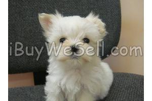 male and female maltese puppies needs a forever home