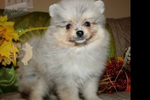 male and female pomeranian puppies for new homes