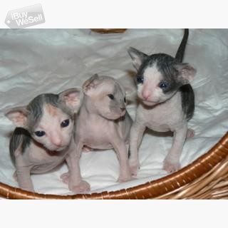 sweet Beautiful Sphynx kittens Blekinge