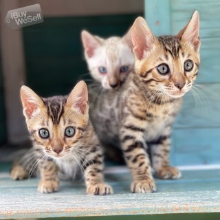 underbara bengala kattungar tillgängliga