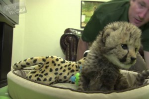 well tamed and home raised cheetah cubs