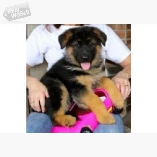 whatsapp:+63-945-413-6749 German Shepherd pups