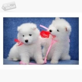 whatsapp:+63-945-413-6749 Samoyed Pups