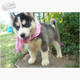 whatsapp:+63-945-413-6749 Siberian Husky Pups