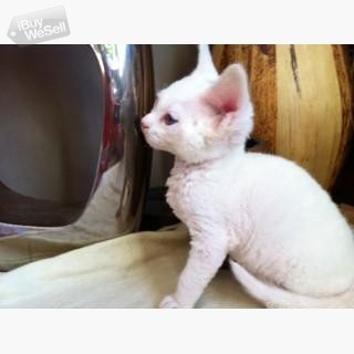 whatsapp:+63-977-672-4607  Pointed Male Devon Rex kittens