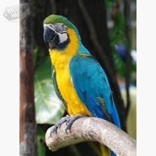 whatsapp:+63-977-672-4607 Ara papegojor manliga och kvinnliga
