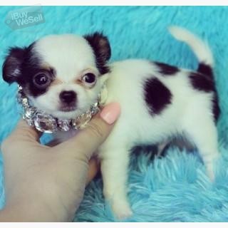 whatsapp:+63-977-672-4607 Beautiful Chihuahuas