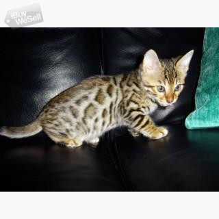 whatsapp:+63-977-672-4607 Bengal Kittens