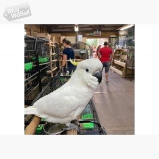 whatsapp:+63-977-672-4607 Cockatoo Parrots