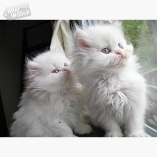 whatsapp:+63-977-672-4607 Cute Persian Kittens Currently Available