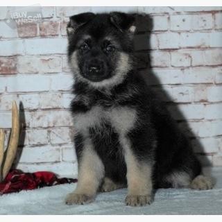 whatsapp:+63-977-672-4607 German Shepherd Puppies