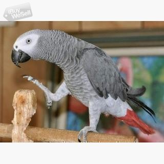 whatsapp:+63-977-672-4607 Härliga afrikanska grå papegojor till salu