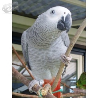 whatsapp:+63-977-672-4607 Härliga afrikanska grå papegojor till salu