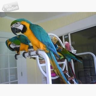 whatsapp:+63-977-672-4607 Härliga ara-papegojor manliga och kvinnliga