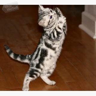 whatsapp:+63-977-672-4607 Lovely Egyptian Mau Kitten Available