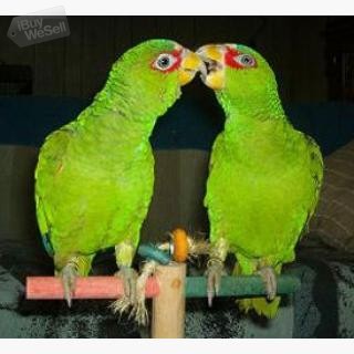 whatsapp:+63-977-672-4607 Military Macaws Parrots