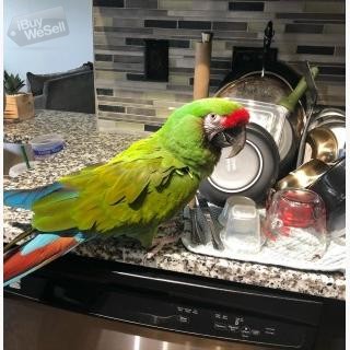 whatsapp:+63-977-672-4607 Military Macaws Parrots