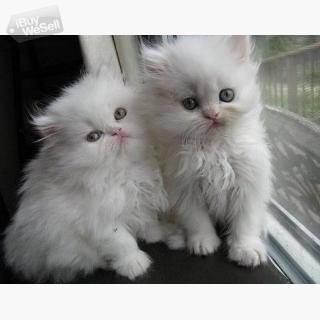 whatsapp:+63-977-672-4607 Persian Kitten For Sale
