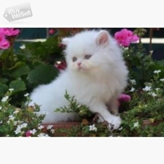 whatsapp:+63-977-672-4607 Persian Kittens