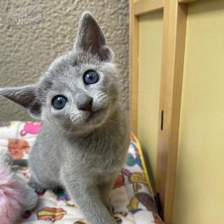 whatsapp:+63-977-672-4607 Russia Blue Kittens