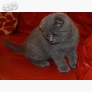 whatsapp:+63-977-672-4607 Scottish Fold kittens