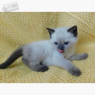 whatsapp:+63-977-672-4607 Siamese Kittens