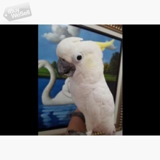 whatsapp:+63-977-672-4607 Talking pair of umbrella cockatoo parrots