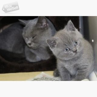 whatsapp:+63-977-672-4607 british shorthair kittens