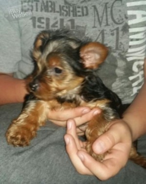 yorkie babies for new homes