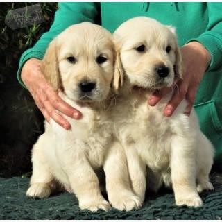2 Adorable Golden Retriever puppies for   free Adoption