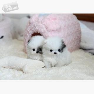 2 Pomeranian / Pomeranian puppies