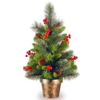 2 foot Crestwood Spruce Small Tree: Planter