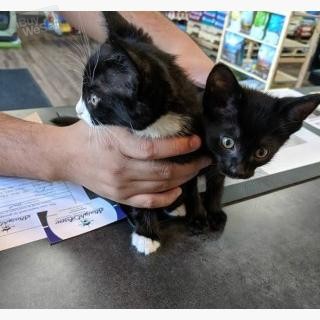 2 kittens to give out